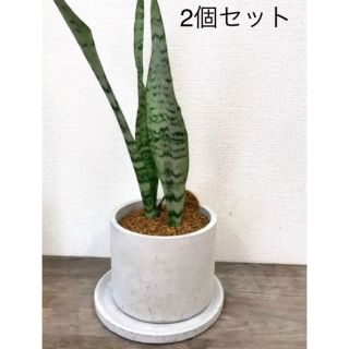 オシャレセメント植木鉢受け皿付き　2個セット(プランター)