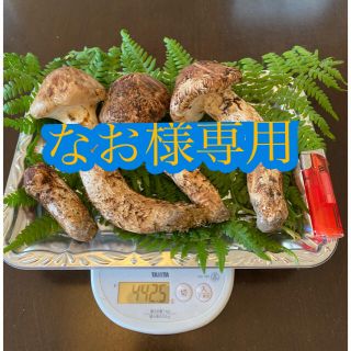 専用ページ【長野県産松茸】(野菜)