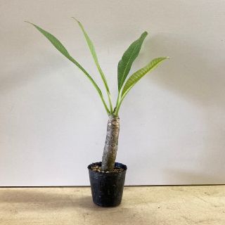 (観葉植物)プルメリアの苗(黒ポット付き)送料込み(その他)