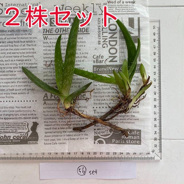 2株セット アロエ ベラ 苗 抜き苗 多肉植物 無農薬56 ハンドメイドのフラワー/ガーデン(その他)の商品写真