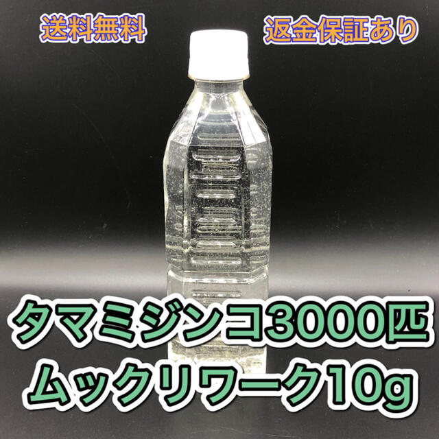 タマミジンコ飼育水 培養セット めだか、ベタ、金魚等の餌 稚魚に その他のペット用品(ペットフード)の商品写真