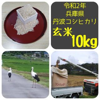 【送料無料】令和２年 兵庫県 コウノトリ飛来地発 丹波コシヒカリ 玄米10kg (米/穀物)