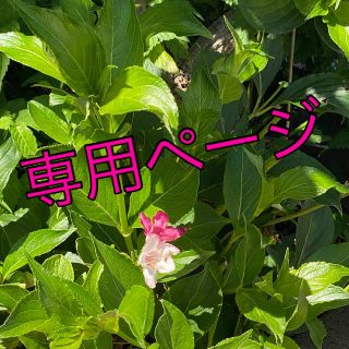 【のり様　専用ページ】(健康茶)