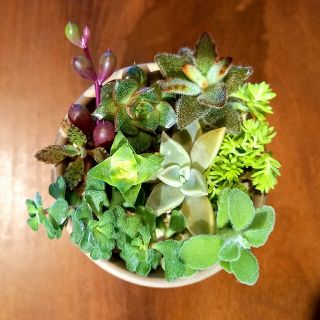 ✼多肉植物✼寄せ植えカット苗✼13(その他)