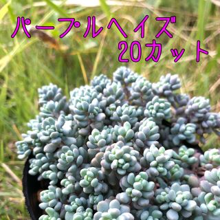 多肉植物 ❁ パープルヘイズ カット苗20本(その他)