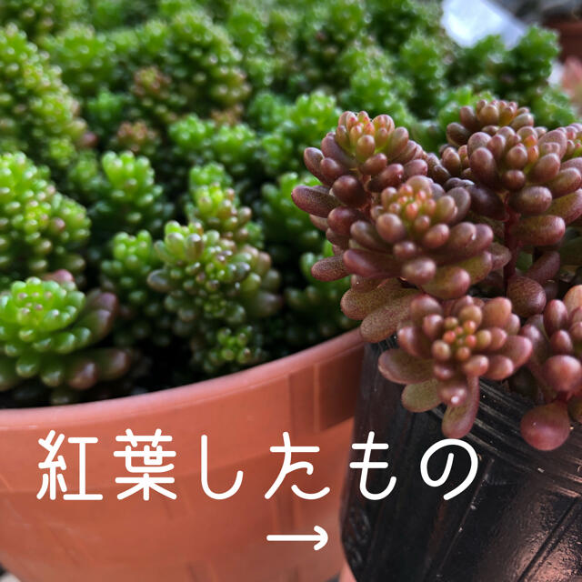 多肉植物 ❁ レッドベリー カット苗10こ ハンドメイドのフラワー/ガーデン(その他)の商品写真