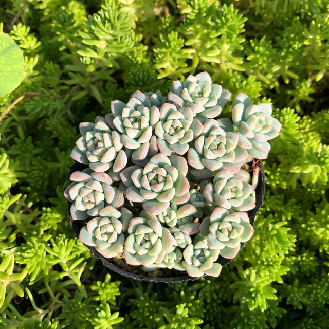 多肉植物 ❁ プロリフィカ カット苗 10こ ハンドメイドのフラワー/ガーデン(その他)の商品写真