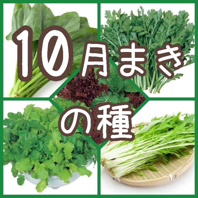 【野菜の種】10月まき 5種 150粒 種子 その他のその他(その他)の商品写真