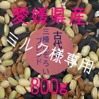 ミルク様専用  古代米3種ふぞろいブレンド　愛媛県産　800ｇ(米/穀物)