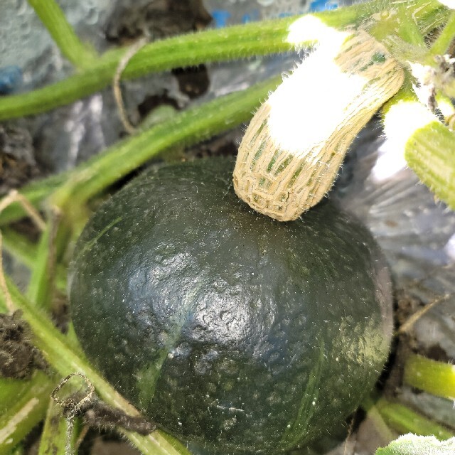 かぼちゃ(２品種食べ比べセット) 食品/飲料/酒の食品(野菜)の商品写真