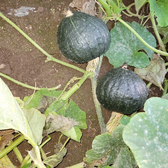 かぼちゃ(２品種食べ比べセット) 食品/飲料/酒の食品(野菜)の商品写真