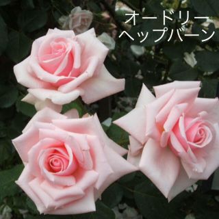 薔薇 苗 HT ピンク オードリーヘップバーン(その他)