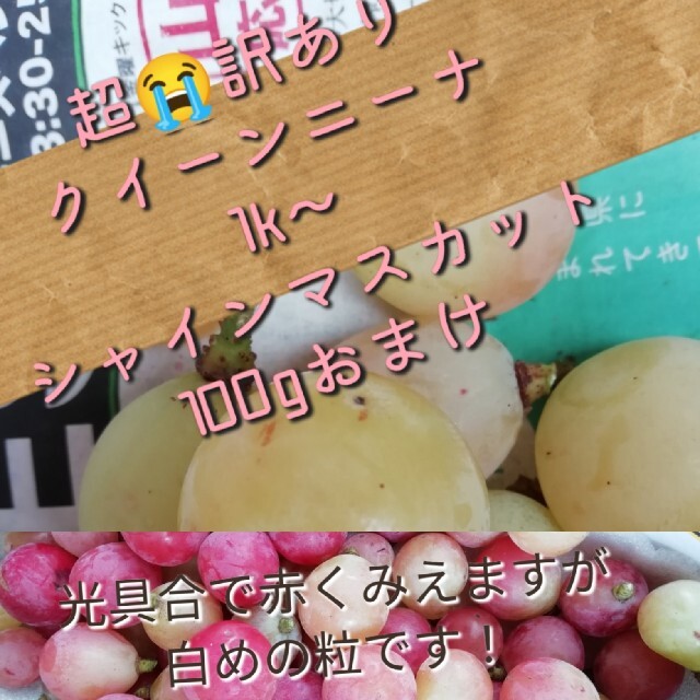 土曜日発送　2k◆超訳あり粒　　クイーンニーナ　シャインマスカット　山梨県 食品/飲料/酒の食品(フルーツ)の商品写真