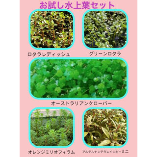 アクアデザインアマノ(Aqua Design Amano)のお試し　水草　水上葉セット　5種(アクアリウム)