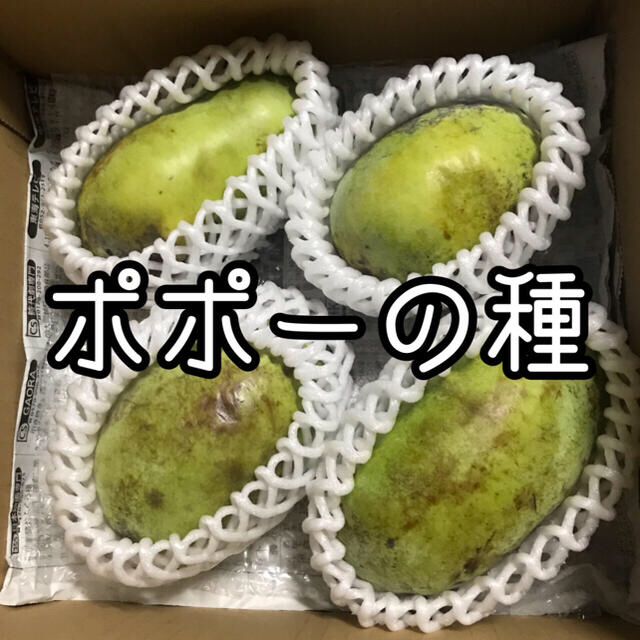 ポポーの種  15粒  幻の珍果 食品/飲料/酒の食品(フルーツ)の商品写真