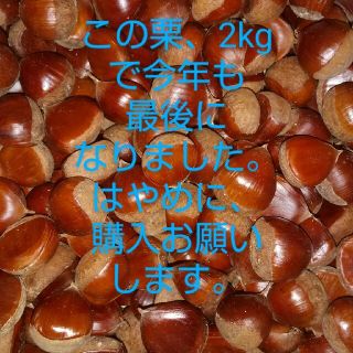 愛媛県産 栗2kg M～Lサイズ(フルーツ)