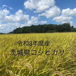 令和3年度　茨城県産　コシヒカリ　10kg   新米(米/穀物)