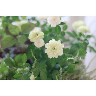 秋の寄せ植え❁❀✿✾毎年咲いてくれるグリーンアイス❁❀✿✾贈り物花(その他)