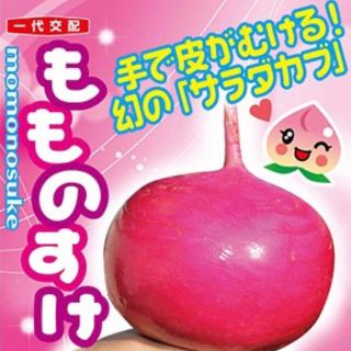 手で皮がむける!幻のサラダカブ もものすけ 種 野菜の種20個(野菜)