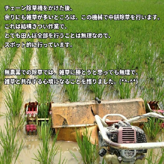 令和3年産 新米 無農薬栽培米 ミルキークイーン 玄米 2kg３個 6