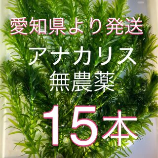 水草アナカリス　15本(アクアリウム)