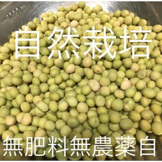 無農薬無肥料自然栽培　小糸在来の大豆(野菜)