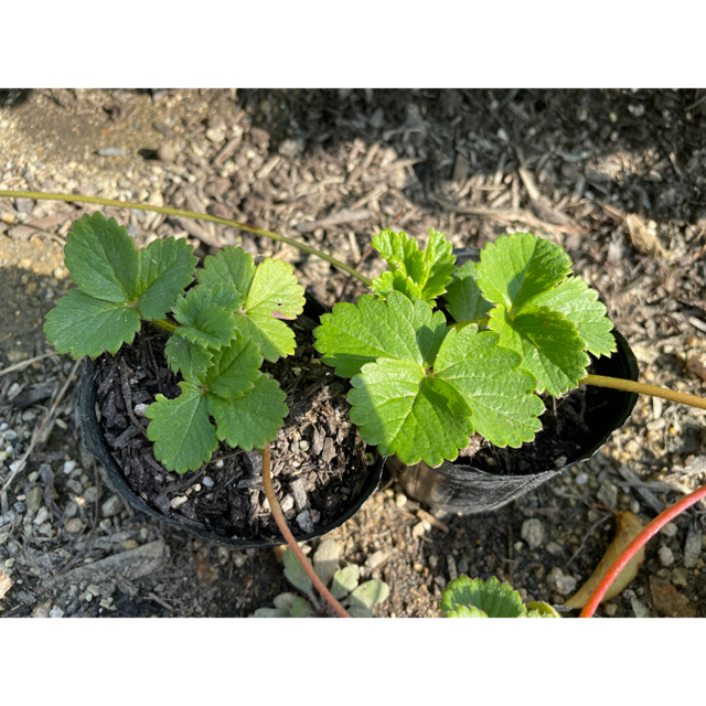 ２株セット⭐︎無農薬　白いちご 天使のいちご エンジェルエイト いちご苗 食品/飲料/酒の食品(野菜)の商品写真