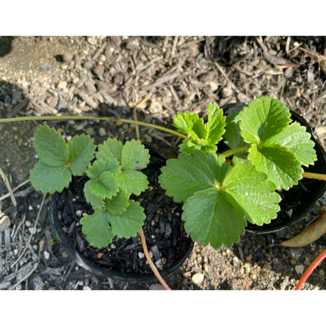 ２株セット⭐︎無農薬　白いちご 天使のいちご エンジェルエイト いちご苗 食品/飲料/酒の食品(野菜)の商品写真