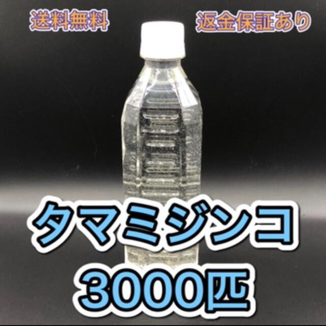 タマミジンコ飼育水　培養セット　めだか、ベタ、金魚などの餌　稚魚に その他のペット用品(ペットフード)の商品写真