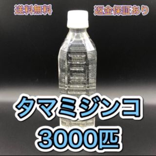 タマミジンコ飼育水　培養セット　めだか、ベタ、金魚などの餌　稚魚に(ペットフード)