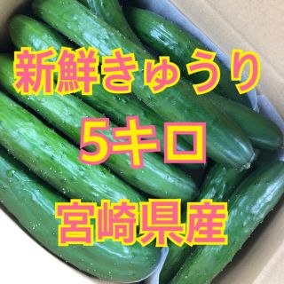 野菜　きゅうり　宮崎県産(野菜)