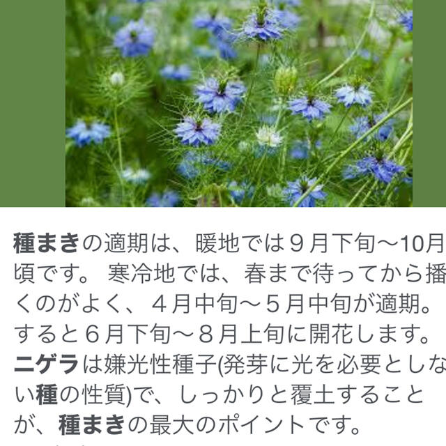 ニゲラ(白と青ミックス)の種約600粒 ハンドメイドのフラワー/ガーデン(その他)の商品写真