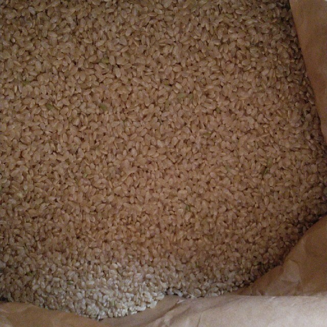 栃木県特一等米コシヒカリ玄米30キロ無農薬にて作り上げたお米です