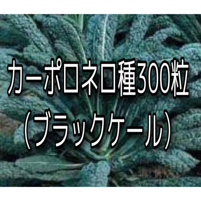 カーポロネロの種300粒 インテリア/住まい/日用品のインテリア小物(その他)の商品写真