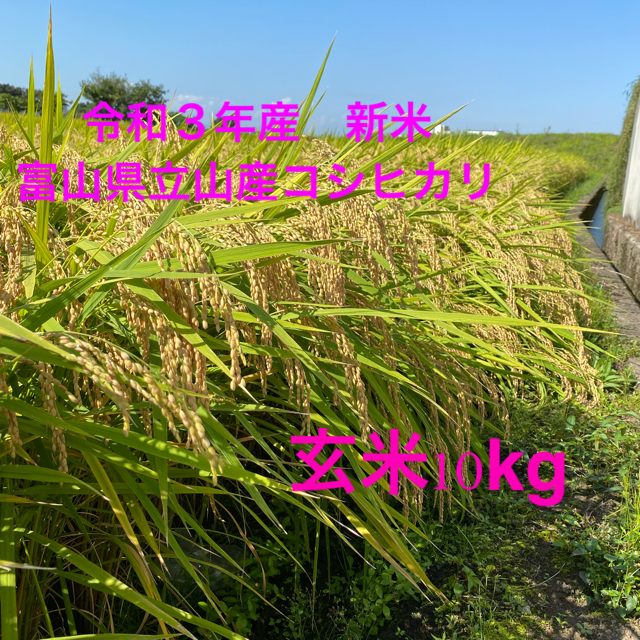 新米　一等米　令和3年度産　富山県立山産コシヒカリ　玄米10kg 農家直送！
