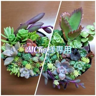 MCK@様専用　多肉植物　ちまちまセット　6cmポット&9cmポットぎっしり(その他)