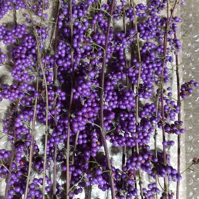 紫式部生約15本 ハンドメイドのフラワー/ガーデン(ドライフラワー)の商品写真