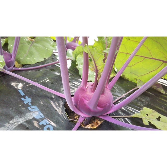 採りたて新鮮٩(๑˃̶͈̀ ᗨ ˂̶͈́)۶ 旬野菜の詰め合わせ　無農薬 食品/飲料/酒の食品(野菜)の商品写真