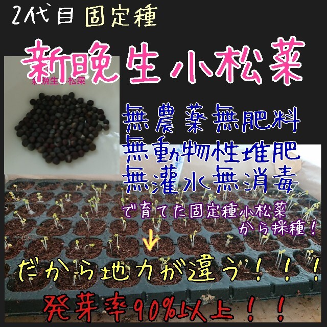 新晩生小松菜 固定種 自家採種 2代目 無農薬無肥料無消毒種子 種 種子  食品/飲料/酒の食品(野菜)の商品写真