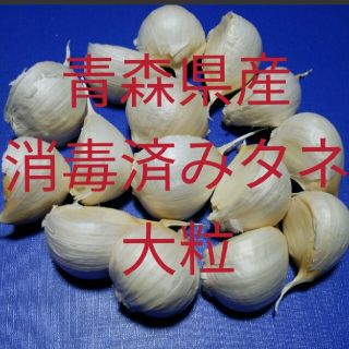 タネにんにく✤大粒✤30粒✤ニンニク(野菜)