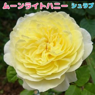 薔薇★ムーンライトハニー★挿し木苗★薔薇苗★四季咲き★バラ★白バラ(その他)