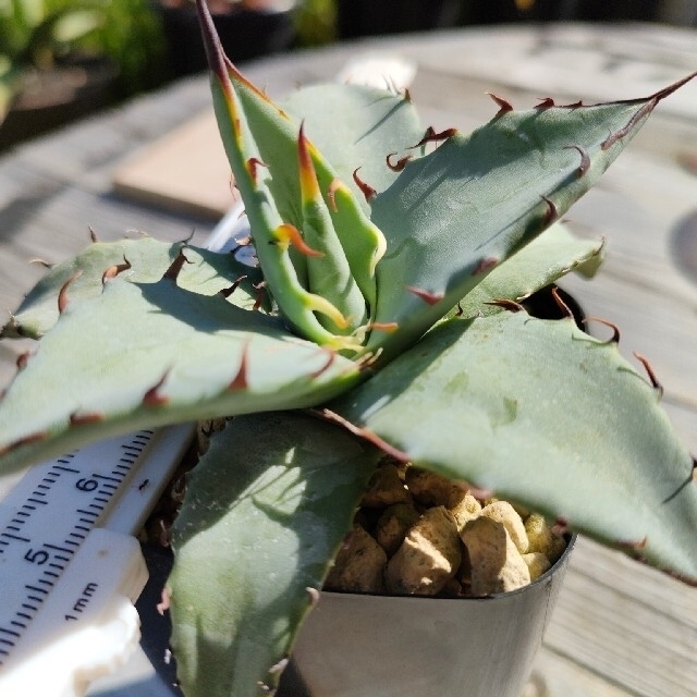 D’  多肉植物　葉っぱセット　フルーツ・スイーツ・錦など