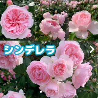 ドレスを着たシンデレラちゃん。可愛いつる薔薇★強健★薔薇苗★薔薇。挿し木苗★バラ(その他)