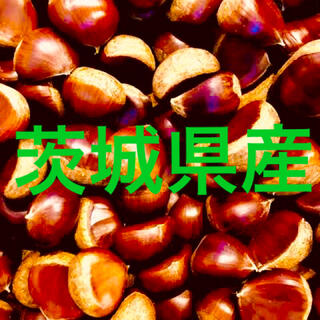 【今年最後】茨城県産　栗　2Lサイズ　1.3キロ(野菜)