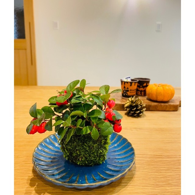 チェッカーベリーの苔玉の通販 by こけだまや|ラクマ チェッカーベリーの苔盆栽 ハロウィン