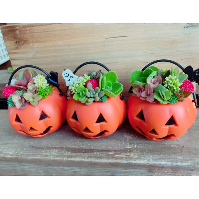 多肉植物の寄せ植え♡ハロウィンバスケット♡猫ちゃんオブジェ付♡そのまま飾れる