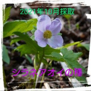 【山野草】シラネアオイの種 50粒(その他)