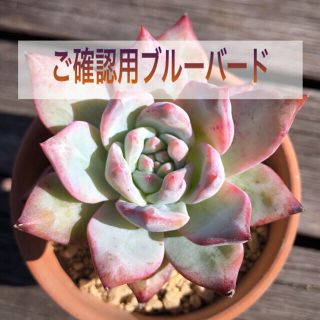 uni様 確認用 ブルーバード 多肉植物(その他)