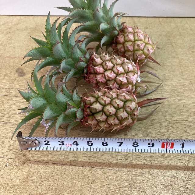 (観葉植物)沖縄から！観賞用ミニパインの実3個セット(送料込み) ハンドメイドのフラワー/ガーデン(ドライフラワー)の商品写真