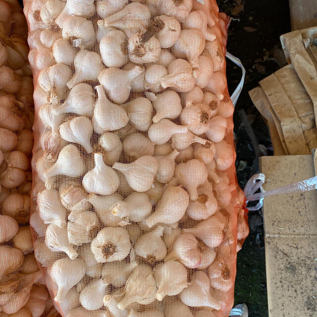 青森県産乾燥ニンニク10kg サイズss - 野菜